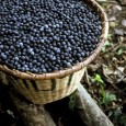 The Acai Berry is a small grape-sized berry that grows in the Amazon Rainforest of Brazil. Natives of the region have harvested this berry as part of their diet for hundred of years. In addition, Acai Berry has been praised...