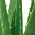 The magic of Aloe Vera Aloe Vera is a nutritional powerhouse, containing vitamins B1, B2, B6, C, niacinamide, choline and 18 amino acids, in addition to a variety of other nutritional substances. Aloe Vera is also valued for its cooling...