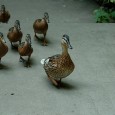 15 Characteristics of Leadership Jo-Ellan Dimitruis and Mark Mazzarella define leadership qualities in their book Put Your Best Foot Forward – Make a Great Impression by Taking Control of How Others See You. What makes us turn to certain men and women for direction...