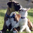 Protect Your Dog From Kidnapping Economy Has Gone To Dogs While we face economy down turn, people are suffered from crime including robberies and stealing. This bad circulation has gone to the dogs – money-seeking thieves found a way pilfering pooches and selling them for...